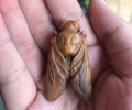 泰北蘭納蜜蜂